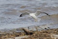 Ring-billed Gull in Flight Looking for Food Royalty Free Stock Photo