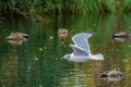 Ring-billed Gull in Flight over Audubon Park Lagoon in New Orleans Royalty Free Stock Photo