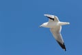 Close up of white seagull flying in blue sky Royalty Free Stock Photo