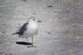 Ring Billed Gull on Florida Beach Royalty Free Stock Photo