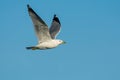 Ring-billed Gull - Larus delawarensis Royalty Free Stock Photo