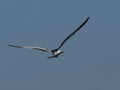 Ring Billed Gull Flying Away Royalty Free Stock Photo