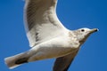 Ring-Billed Gull Flying in a Blue Sky Royalty Free Stock Photo
