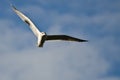 Ring-Billed Gull Flying in a Blue Sky Royalty Free Stock Photo