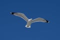 Ring billed gull flying on a clear a blue sky. Royalty Free Stock Photo