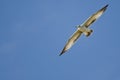 Ring-Billed Gull Flying in a Blue Sky Royalty Free Stock Photo