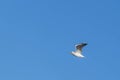 Ring-Billed Gull Flying High Royalty Free Stock Photo