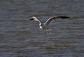 Ring-billed gull flying over a calm coast in Eagle Creek Park, Indianapolis Indiana, USA Royalty Free Stock Photo