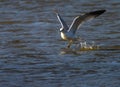 Ring-billed gull flying over a calm coast in Eagle Creek Park, Indianapolis Indiana, USA Royalty Free Stock Photo