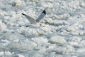 Ring-billed Gull - Larus delawarensis