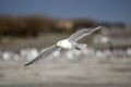 Ring-billed Gull flying over the ocean beach on Hilton Head Island, South Carolina, USA Royalty Free Stock Photo