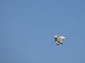Ring-Billed Gull Flying Past With Wings Lowered Royalty Free Stock Photo