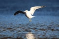 A ring billed gull flying in to land on a a lake in winter Royalty Free Stock Photo