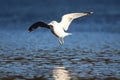 A ring billed gull flying in to land on a a lake in winter