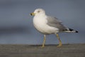 Ring-billed Gull foraging on a beach - Jekyll Island, Georgia Royalty Free Stock Photo