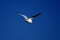 A Ring-Billed Gull Gliding in a Cloudless Sky