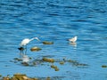 Ring-Billed Gull and Great Egret Birds as They Stand in Shallow Lake Water