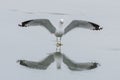 Ring billed gull with its wings wide open and reflection on the sea water Royalty Free Stock Photo