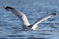 A ring billed gull landing on a blue lake in winter Royalty Free Stock Photo