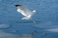 Ring billed gull landing on lake Royalty Free Stock Photo