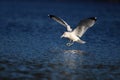 Gull Landing on a Winter Lake Royalty Free Stock Photo