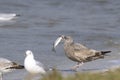 Ring-billed gull, larus delawarensis