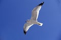 Ring Billed Gull, larus delawarensis, Adult in Flight against Blue Sky, Florida Royalty Free Stock Photo