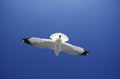 Ring Billed Gull, larus delawarensis, Adult in Flight, Florida Royalty Free Stock Photo