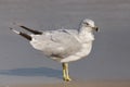 Ring-billed Gull Larus delawarensis