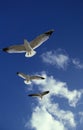 Ring Billed Gull, larus delawarensis, Adults in Flight, Florida Royalty Free Stock Photo