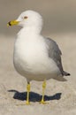 Ring-billed Gull, Larus delawarensis argentatus