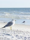 Ring-billed Gull (Larus delawarensis)