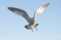 Ring-billed Gull larus delawarensis