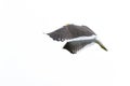 Ring-billed Gull, Larus delawarensis, from Florida, USA. White gull in flight with open wings and blue sky. Action scene in nature Royalty Free Stock Photo