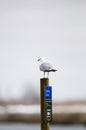 Ring-billed Gull (Larus delawarensis) Royalty Free Stock Photo