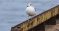 Ring-billed Gull, Larus delawarensis, on pier 4K