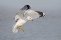 Ring-billed Gull preparing to land on a beach - Florida Royalty Free Stock Photo