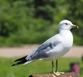 Ring Billed Gull Or Larus Delawarensis