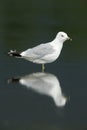 Ring-billed gull, Larus delawarensis,