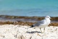 Ring-Billed Gull Larus Delawarensis standing on a beach