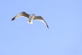 Ring-billed Gull overhead Royalty Free Stock Photo