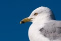 Ring-billed Gull Portrait