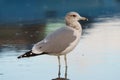 Ring billed gull reasting at seaside