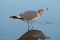 Ring billed gull reasting at seaside