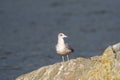 Ring billed gull reasting at seaside