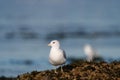 Ring billed gull reasting at seaside