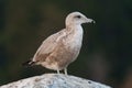 Ring billed gull reasting at seaside