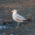 Ring billed gull reasting at seaside