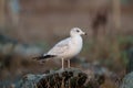 Ring billed gull reasting at seaside