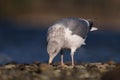 Ring billed gull reasting at seaside